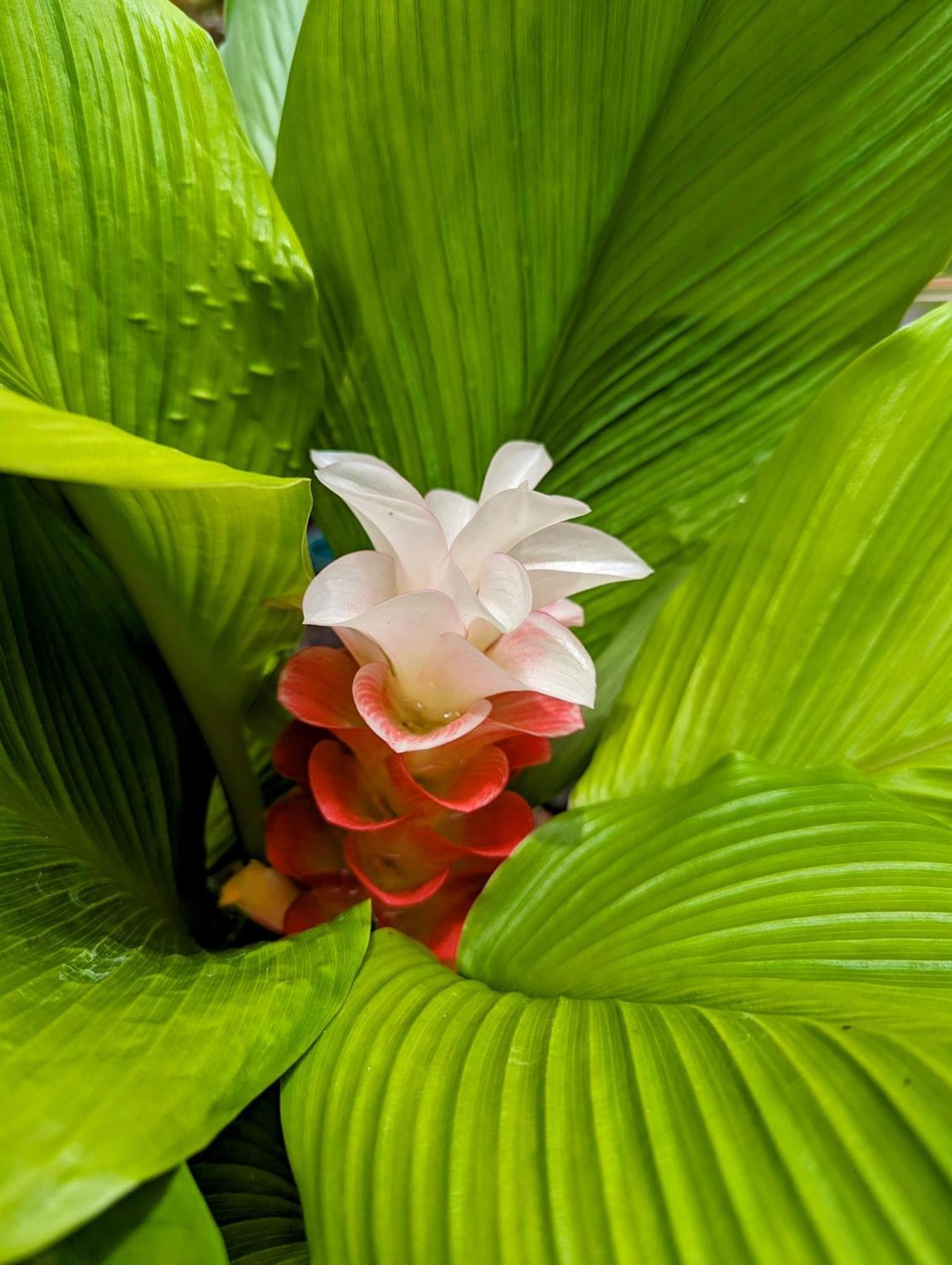 Hilo Luxury Suite Exterior foto